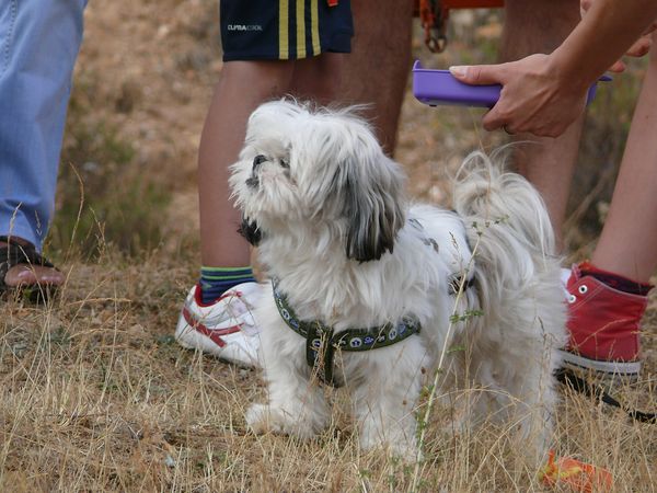 20120815 Romeria 92.jpg